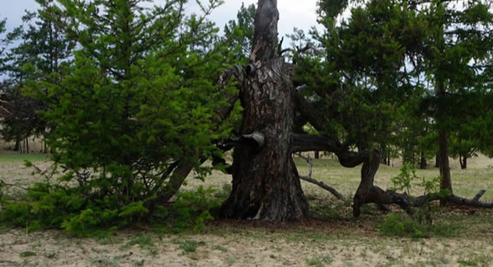 俄罗斯最古老的树生长在奥利洪岛——777岁的落叶松“奥利洪保卫者”