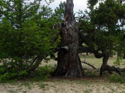俄罗斯最古老的树生长在奥利洪岛——777岁的落叶松“奥利洪保卫者”