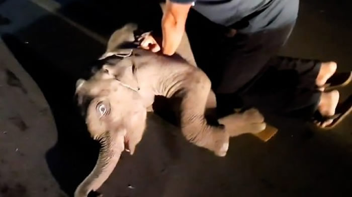 泰国小象遭骑士冲撞瞪大眼睛濒临死亡 CPR救10分钟奇迹苏醒