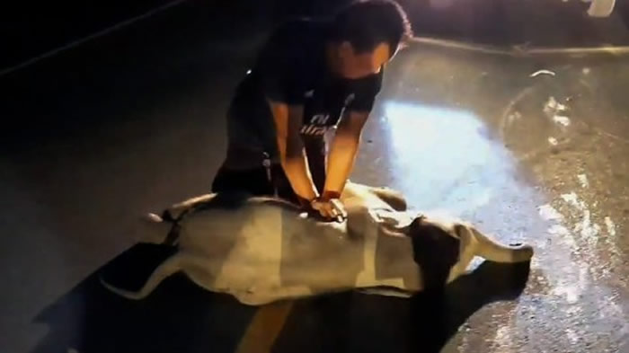 泰国小象遭骑士冲撞瞪大眼睛濒临死亡 CPR救10分钟奇迹苏醒