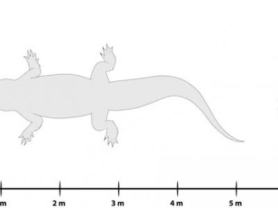 “沼泽之王”！澳大利亚巨型鳄鱼化石被正式命名为“Paludirex vincentix”