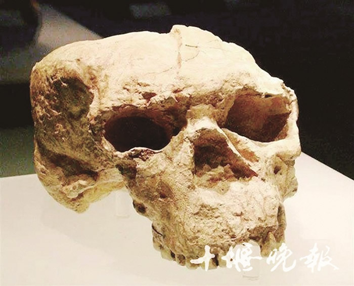 上世纪八九十年代，在郧阳区发现“郧县直立人”头骨化石，距今约100万年。（资料图片）