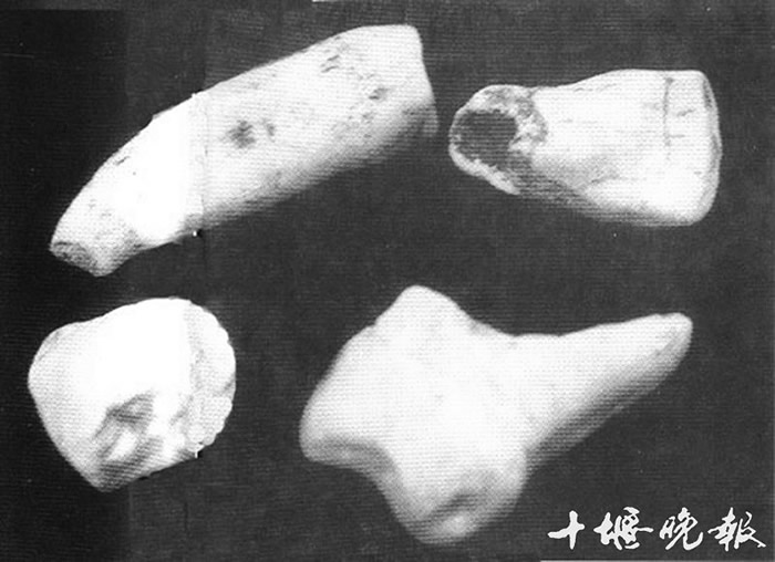 1975年,在郧县梅铺发掘的猿人牙齿化石。（资料图片）