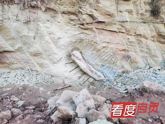 四川自贡大山铺最新发现的恐龙化石“出山”了