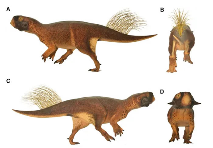 2016年发表的一篇论文对鹦鹉嘴龙的外观进行了重建。图片来源：3D Camouflage in an Ornithischian Dinosaur. Vinth