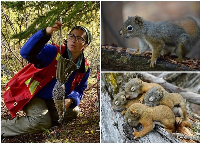 英国埃克塞特大学动物学家研究发现愿群居的松鼠寿命更长
