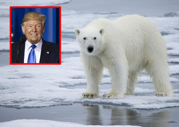 美国总统特朗普拟准钻探保护区 恐进一步将北极熊推向灭绝