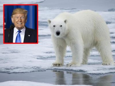 美国总统特朗普拟准钻探保护区 恐进一步将北极熊推向灭绝