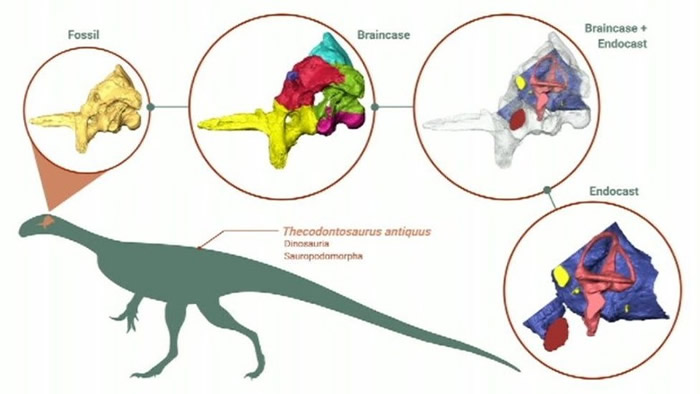 数码模拟大脑构造发现：草食性小型恐龙“槽齿龙”能用两脚敏捷行走之余 亦会偶然吃肉