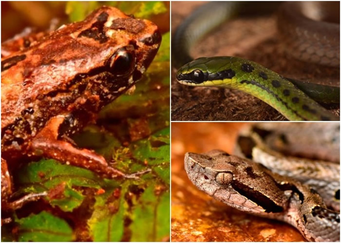 左图为小人蛙；右上图为玻利维亚旗蛇；右下图为山角蛇。