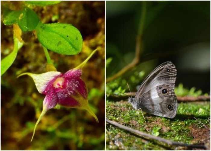 科学家另发现新品种兰花（左图）和消失多年的蝴蝶品种（右图）。