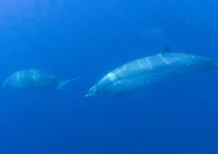 墨西哥西部太平洋发现3条喙鲸 疑似发现新品种