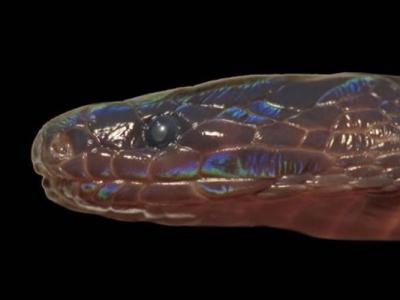 《Copeia》：接壤中国的越南河江省发现新品种“奇鳞蛇”Achalinus zugorum
