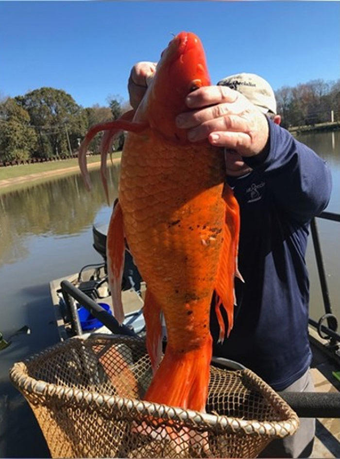 美国南卡罗莱纳州格林维尔县橡树林湖发现38厘米长巨型金鱼