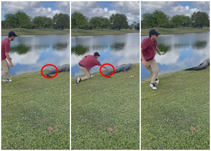 美国佛罗里达州高尔夫球手胆生毛 竟然敢在巨鳄尾巴上捡回高尔夫球