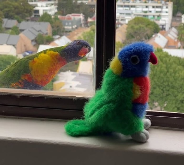 澳洲悉尼彩虹鹦鹉误当绒毛公仔是同伴 每天到窗台排会
