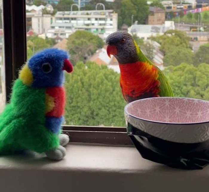 澳洲悉尼彩虹鹦鹉误当绒毛公仔是同伴 每天到窗台排会