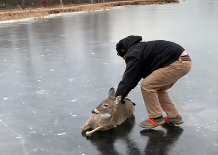 美国威斯康辛州一只鹿困在水库冰面中央无法离去 男子立即停车营救