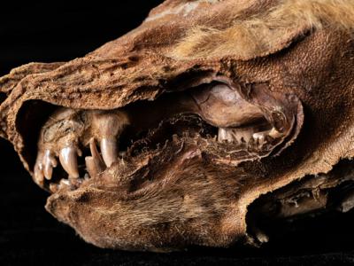 加拿大育空永冻层中出土5万7000年前的幼狼木乃伊