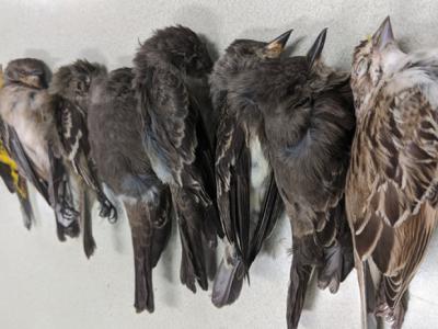 美国百万鸟类神秘集体死亡的关键原因曝光