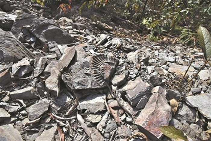 广东河源万绿湖畔发现菊石化石群 此前曾发现直径达40厘米的“菊石”