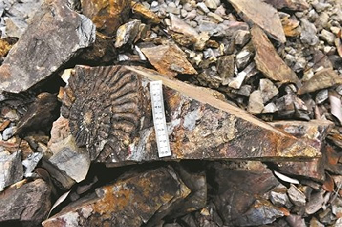广东河源万绿湖畔发现菊石化石群 此前曾发现直径达40厘米的“菊石”