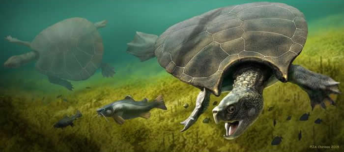 有史以来最大的乌龟