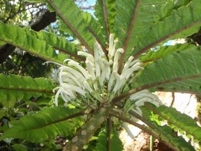 美国夏威夷西毛伊岛山脉发现植物新物种Cyanea heluensis