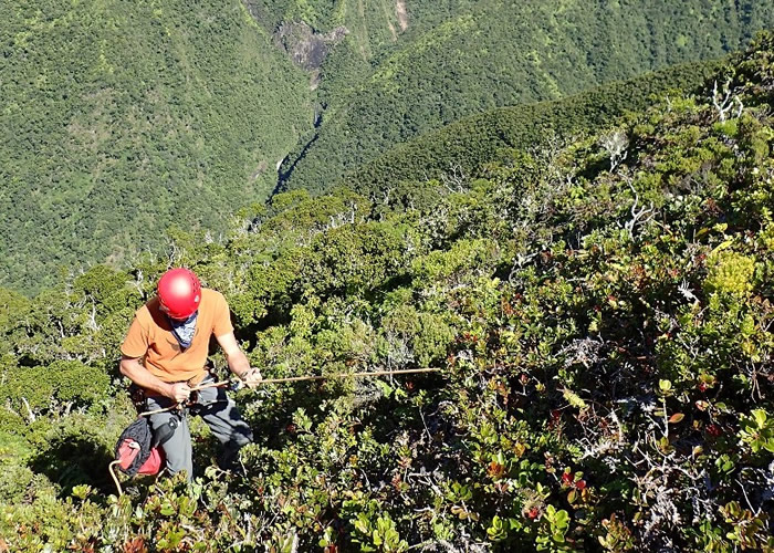 美国夏威夷西毛伊岛山脉发现植物新物种Cyanea heluensis