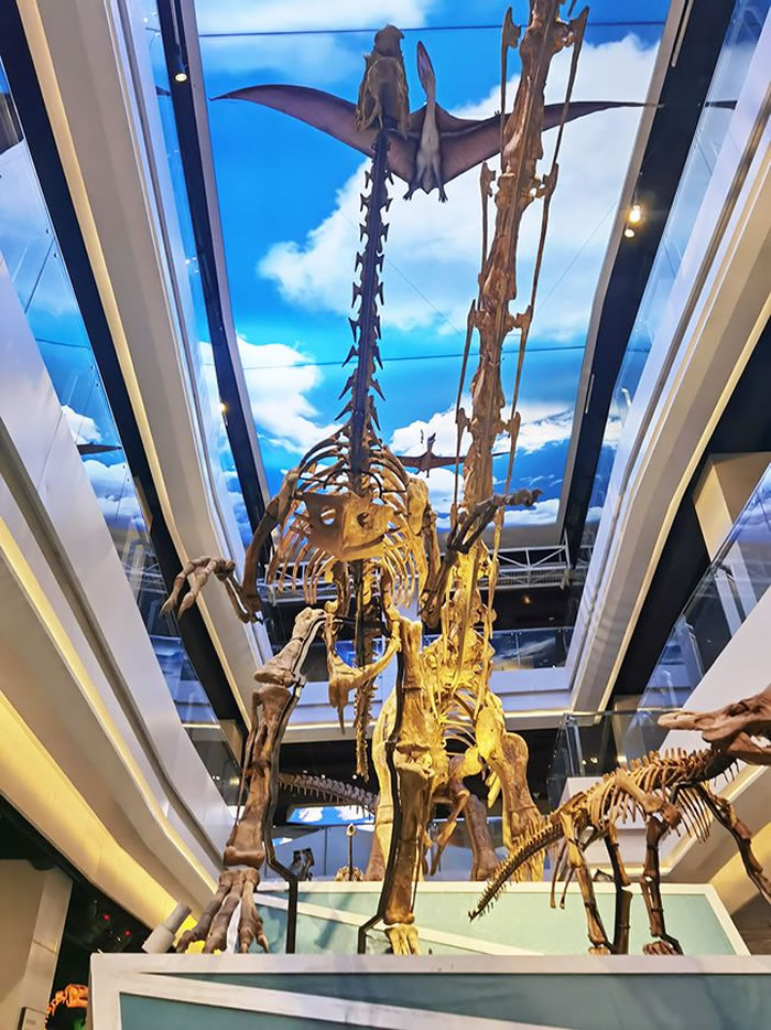 陈列在内蒙古自然博物馆中的二连巨盗龙化石复制骨骼和装架的完整骨架（左）。新华网 徐红梅摄
