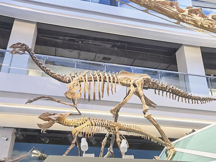 陈列在内蒙古自然博物馆中的二连巨盗龙化石复制骨骼和装架的完整骨架（上）。新华网 徐红梅摄