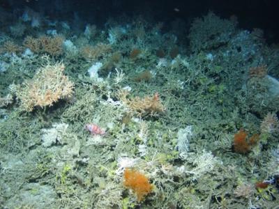 大西洋勘探发现至少12种深海新物种 包括海苔、软体动物和珊瑚