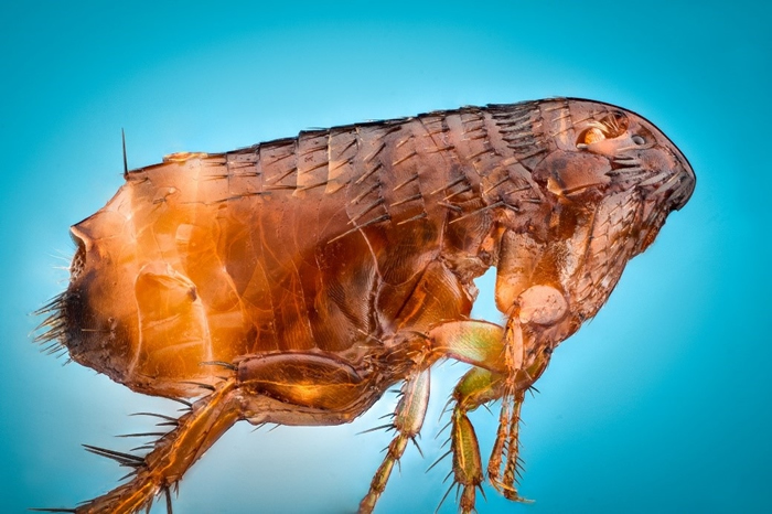 中、英古生物学家揭秘跳蚤进化史：它们的祖先可能并不吸血