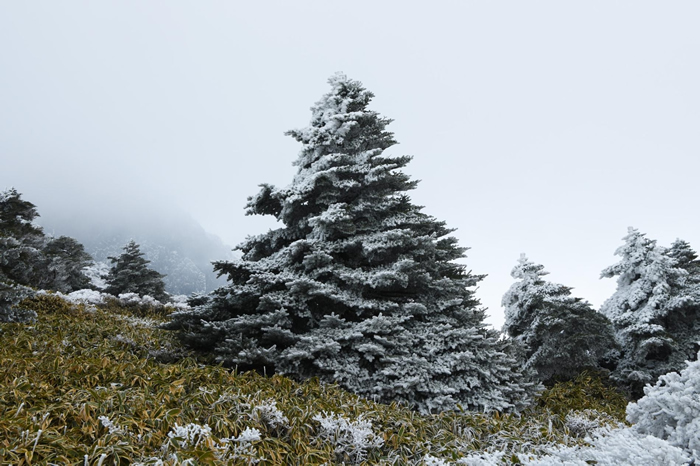 生长在韩国汉拿山上的朝鲜冷杉。韩国人购买这种在苗圃中培养的冷杉，在耶诞节装饰自己的家。但在野外，这种生长缓慢的树受到气候变迁的威胁。 PHOTOGRAPH BY