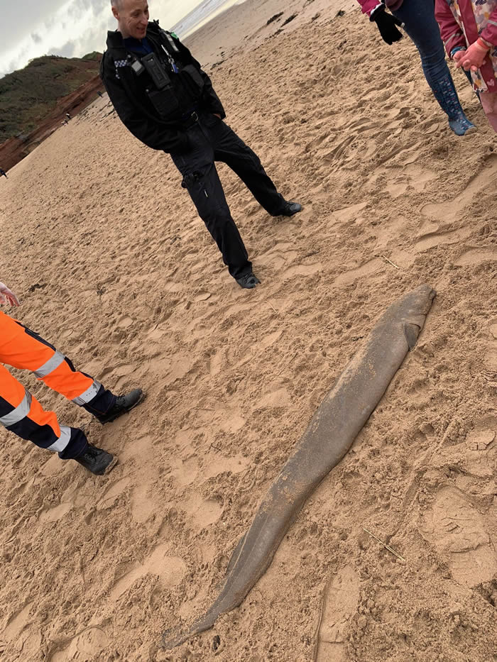 康吉鳗还是海鳗？英国德文郡海岸发现一米多长海怪