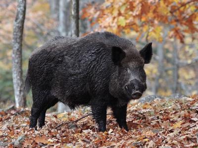 美国西维珍尼亚州将迎来野猪狩猎季节 举行首个抽签活动