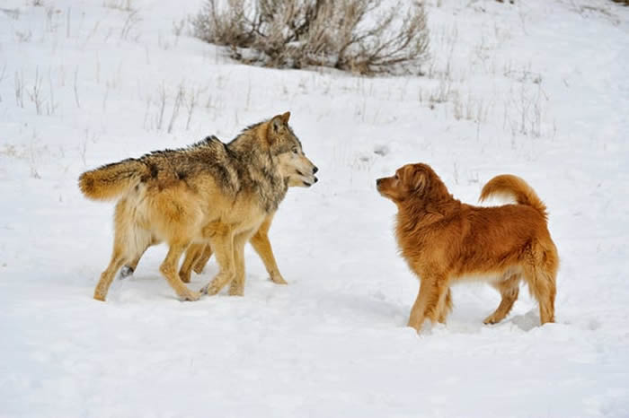 末次冰期快要结束时远古人类在寒冬中把剩肉喂狼 可能在犬类的早期驯化中起到一定作用