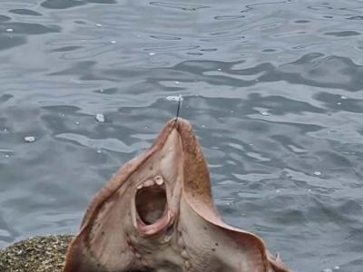 澳洲男子在巴特曼斯贝湾意外捕捉到超罕见的海洋生物——单鳍澳洲睡电鳐（棺材魟）