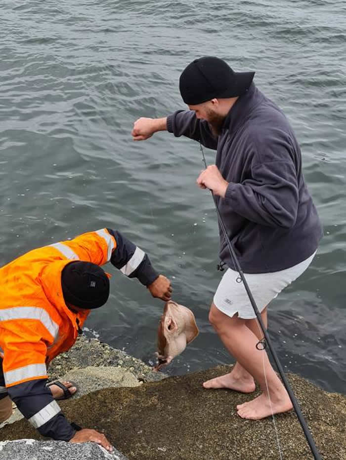 澳洲男子在巴特曼斯贝湾意外捕捉到超罕见的海洋生物——单鳍澳洲睡电鳐（棺材魟）
