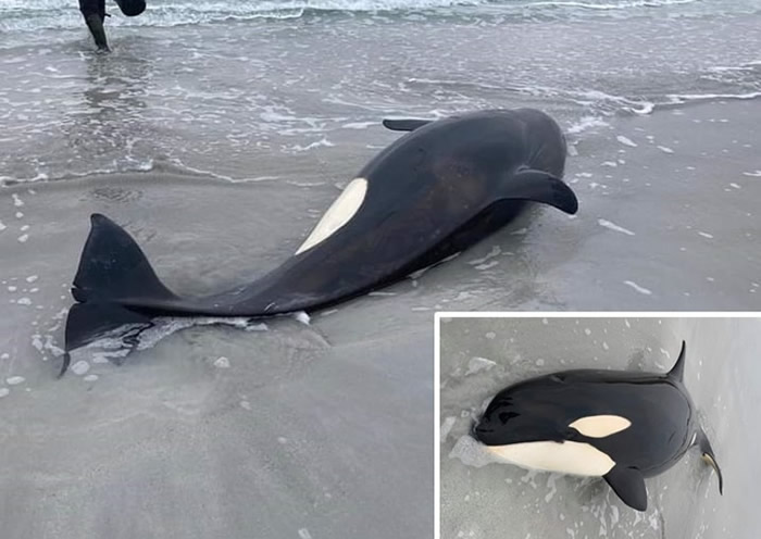 英国苏格兰奥克尼群岛海滩一条身长3.4米的年轻杀人鲸在岸边搁浅