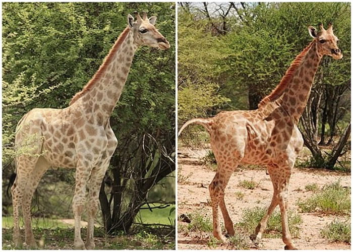 非洲乌干达的默奇森瀑布国家公园首次发现患有侏儒症的长颈鹿只有同类平均身高的一半
