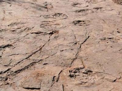 福建省龙岩市上杭县首次发现恐龙足迹化石240余枚 也是中国首次发现大型恐爪龙类行迹