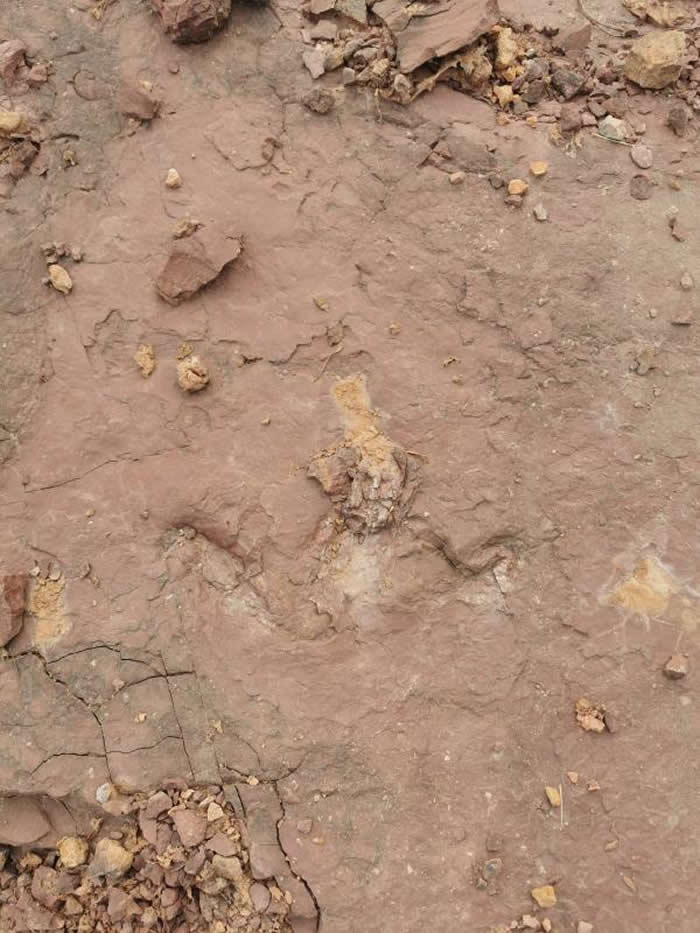 首枚发现的兽脚类恐龙足迹