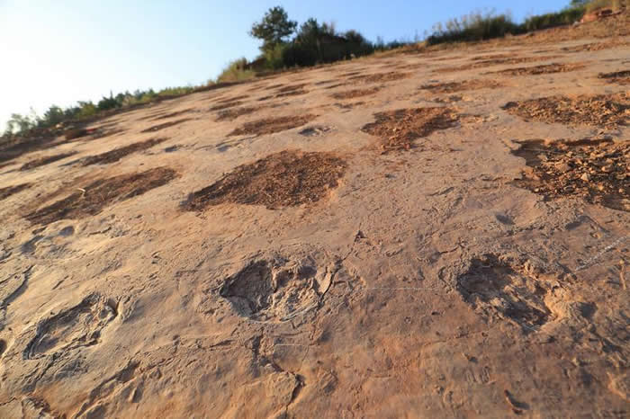 福建省龙岩市上杭县发现的化石为晚白垩世恐龙足迹群化石