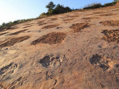 福建省龙岩市上杭县发现的化石为晚白垩世恐龙足迹群
