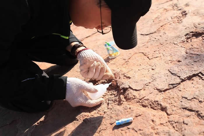 福建省龙岩市上杭县发现的化石为晚白垩世恐龙足迹群化石