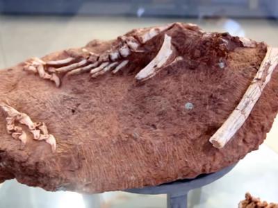 江西赣州出土7000万年前正在孵蛋的窃蛋龙化石