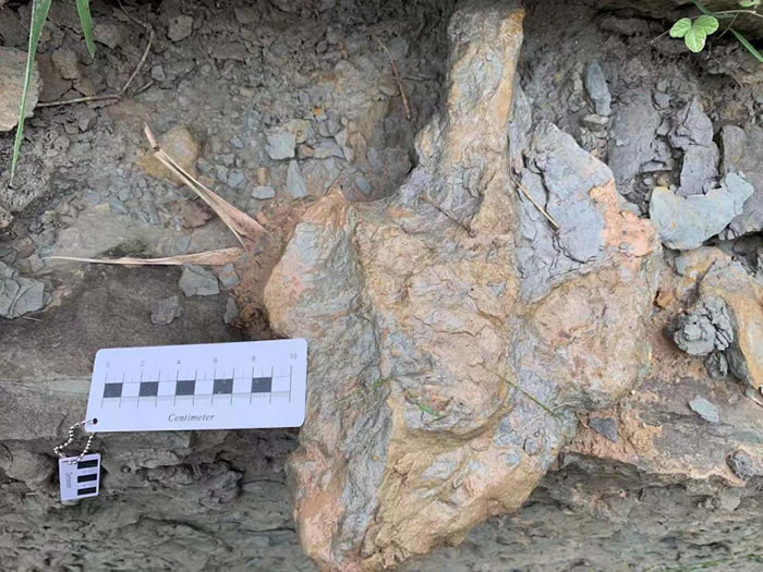延安发现首例恐龙足迹化石