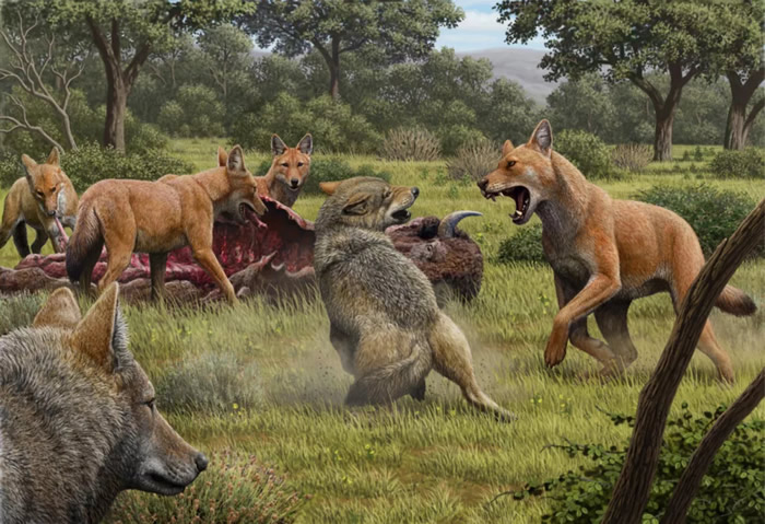 《权力的游戏》恐狼（冰原狼）是一种真实存在的犬科动物 新研究揭示其灭绝的原因