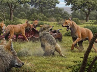 《权力的游戏》恐狼（冰原狼）是一种真实存在的犬科动物 新研究揭示其灭绝的原因